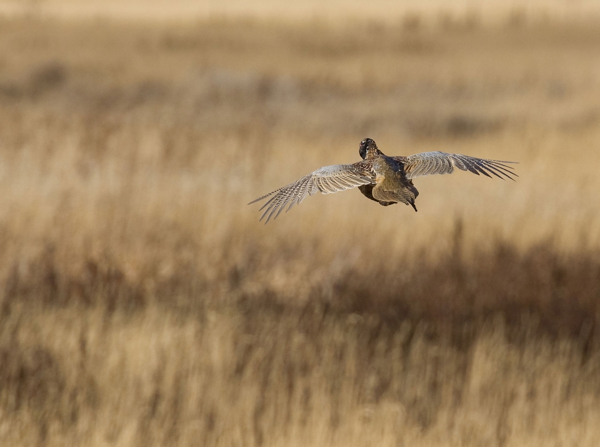 Wild Pheasant Hunts South Dakota