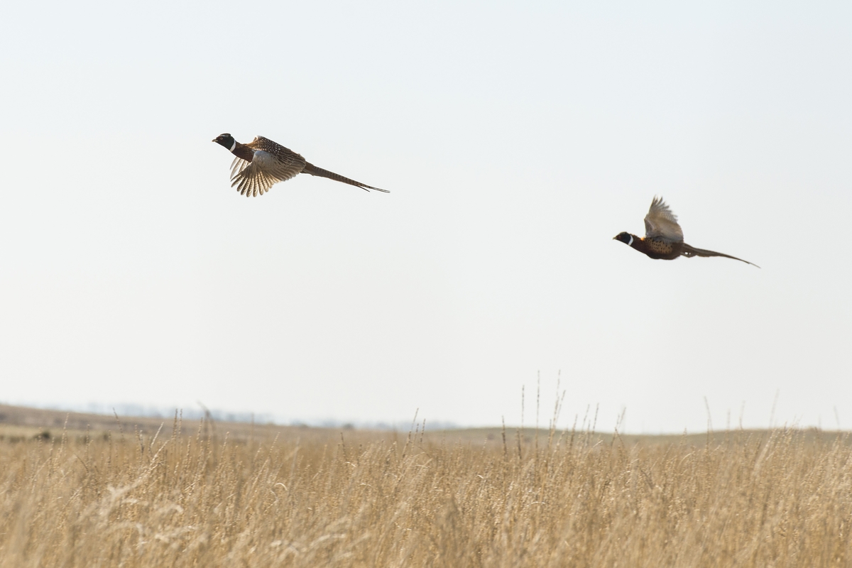 Wild Pheasant Hunts SD